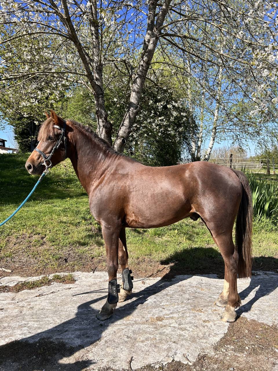 Gelding French Saddle Pony For sale 2021 Liver chestnut