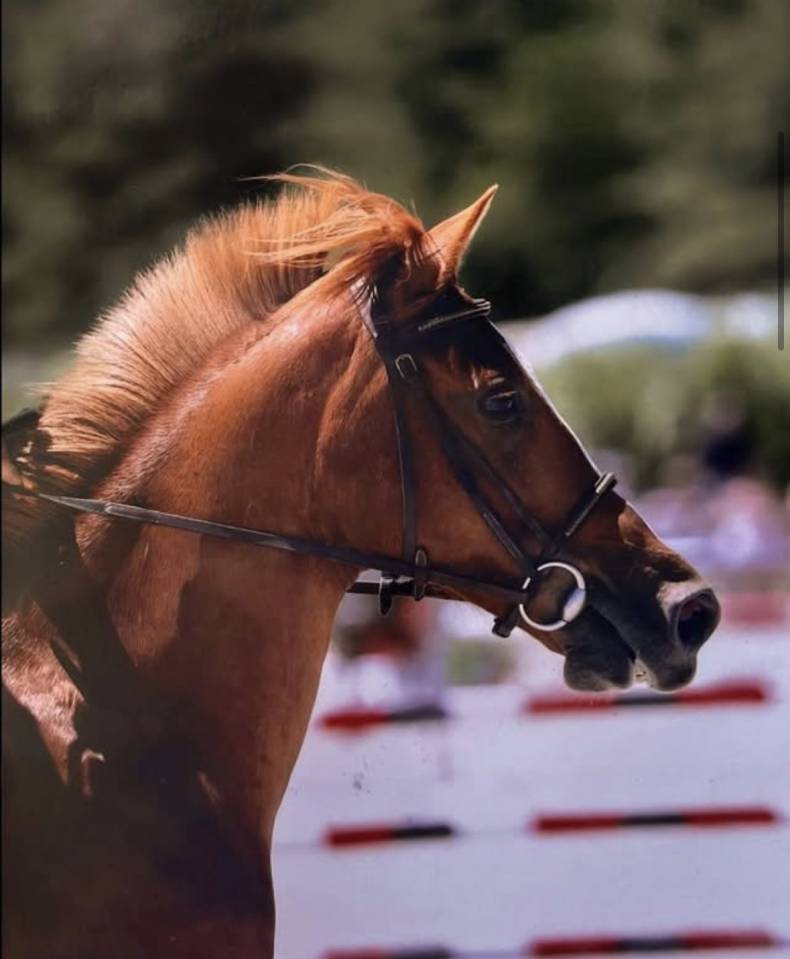 Mare French Saddle Pony For loan 2011 Chesnut