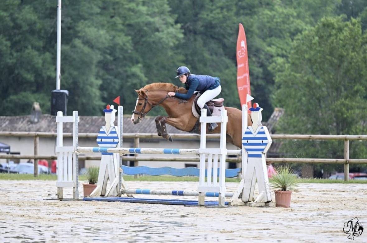 Mare French Saddle Pony For loan 2011 Chesnut
