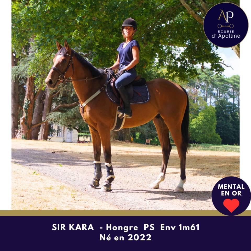 Gelding Thoroughbred For sale 2022 Bay
