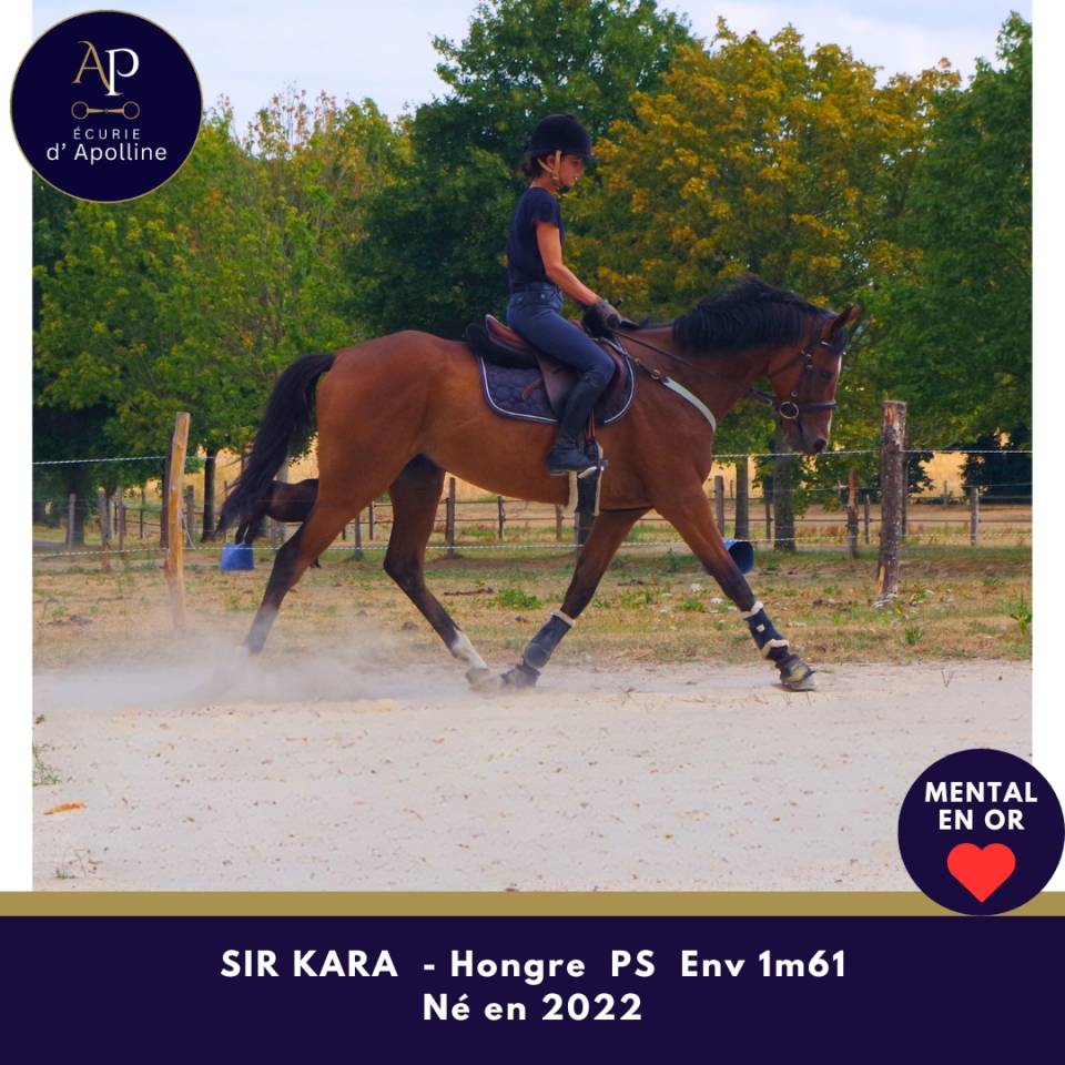 Gelding Thoroughbred For sale 2022 Bay