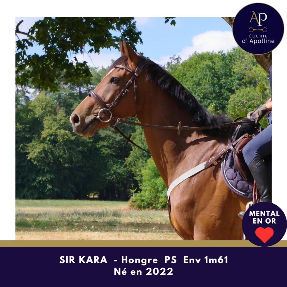 Gelding Thoroughbred For sale 2022 Bay