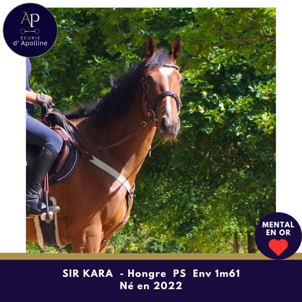 Gelding Thoroughbred For sale 2022 Bay