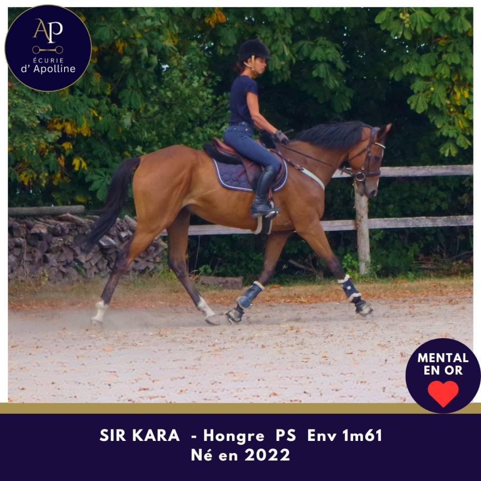 Gelding Thoroughbred For sale 2022 Bay