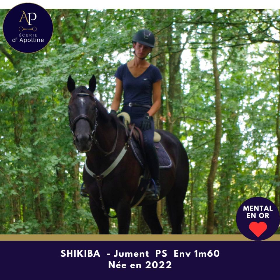 Mare Thoroughbred For sale 2022 Black