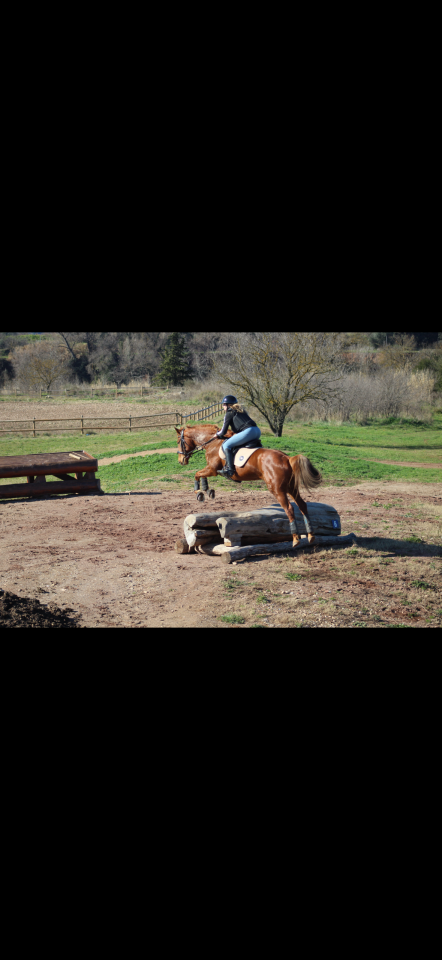 Mare Anglo-Arabian For sale 2014 Liver chestnut