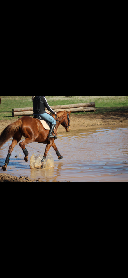 Mare Anglo-Arabian For sale 2014 Liver chestnut
