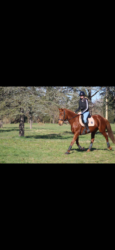 Mare Anglo-Arabian For sale 2014 Liver chestnut