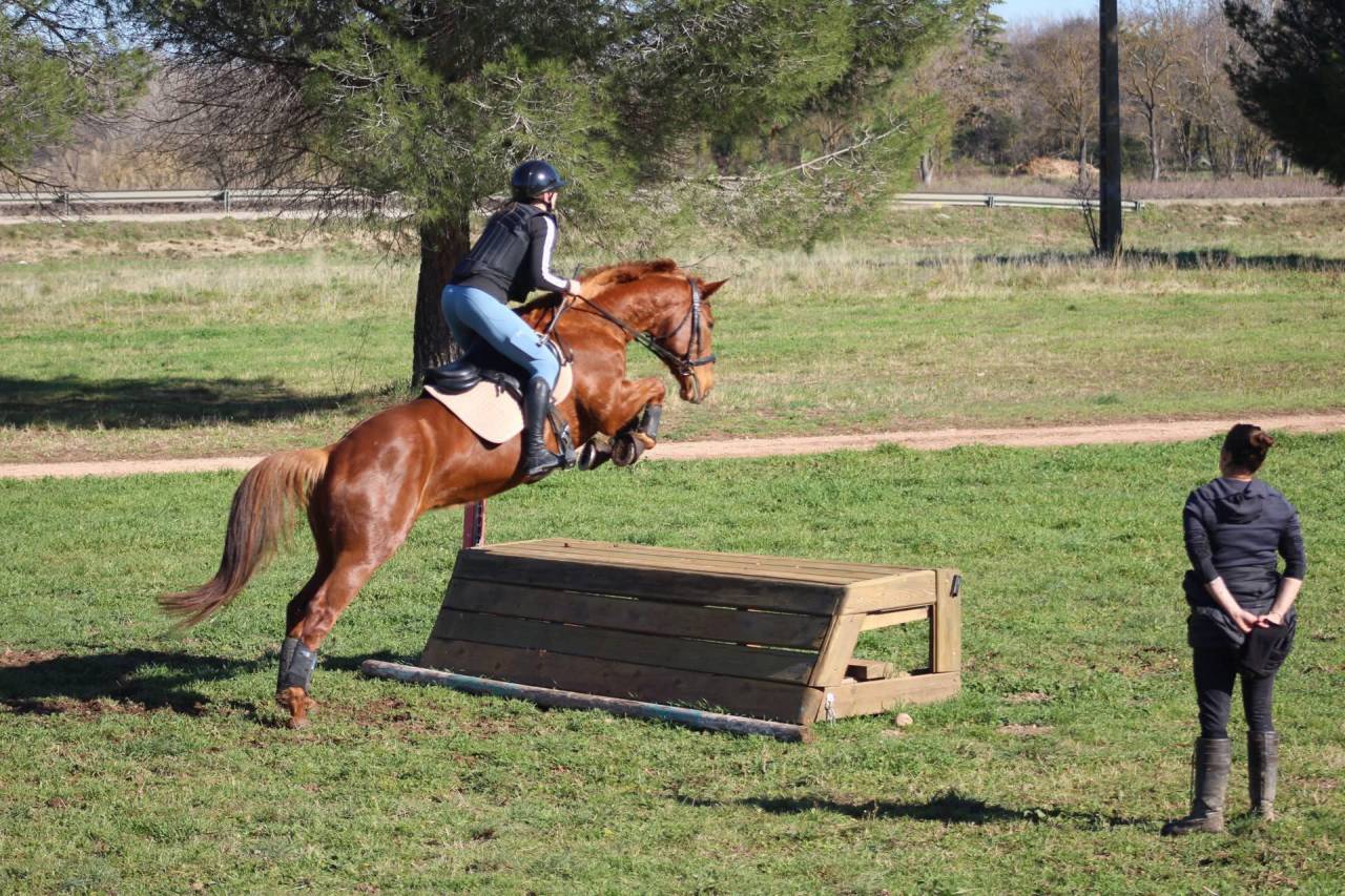 Mare Anglo-Arabian For sale 2014 Liver chestnut