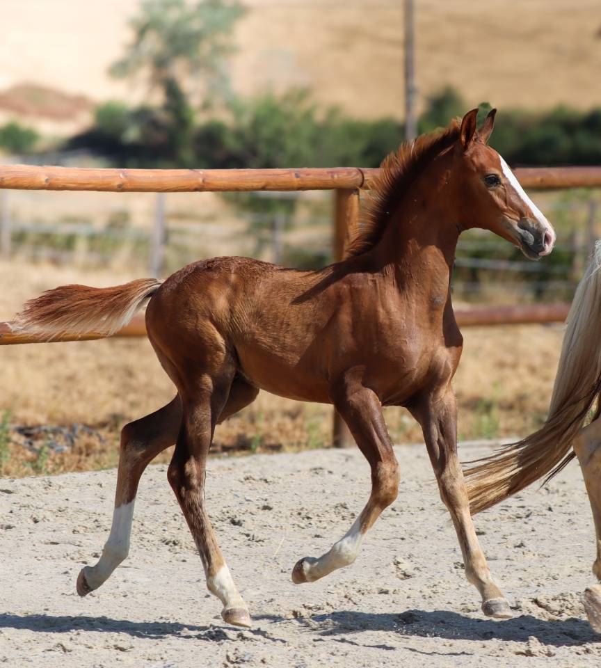 Colt KWPN Dutch Warmblood For sale 2026 Liver chestnut