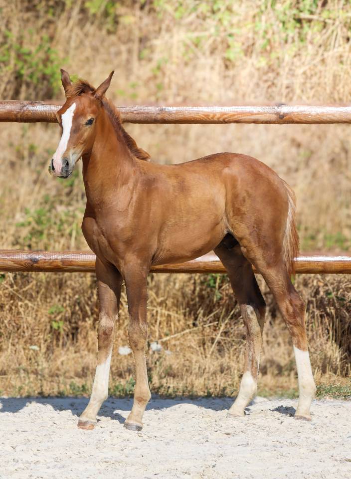 Colt KWPN Dutch Warmblood For sale 2026 Liver chestnut