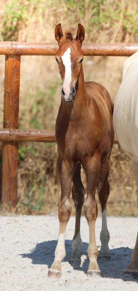 Colt KWPN Dutch Warmblood For sale 2026 Liver chestnut