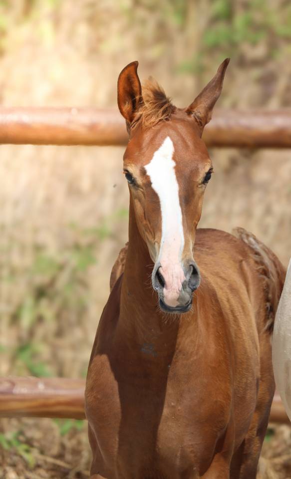 Colt KWPN Dutch Warmblood For sale 2026 Liver chestnut