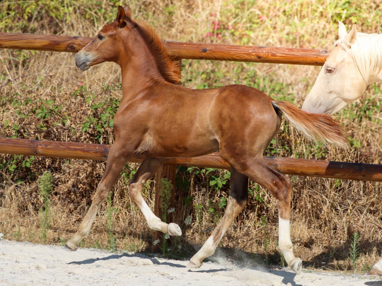 Colt KWPN Dutch Warmblood For sale 2026 Liver chestnut