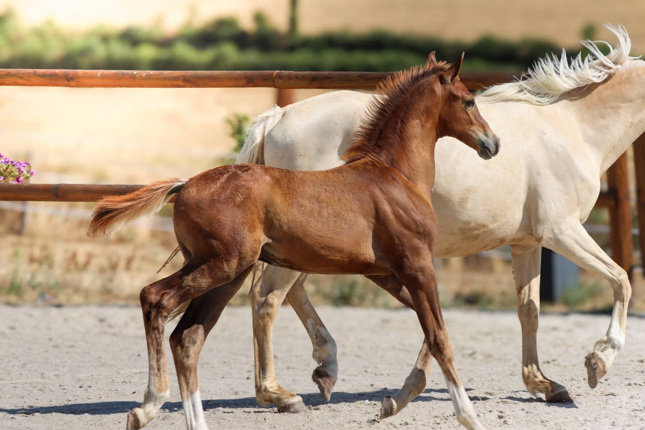 Colt KWPN Dutch Warmblood For sale 2026 Liver chestnut