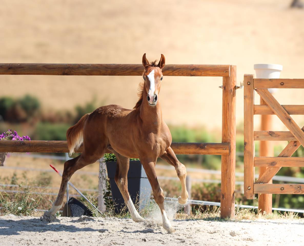 Colt KWPN Dutch Warmblood For sale 2026 Liver chestnut