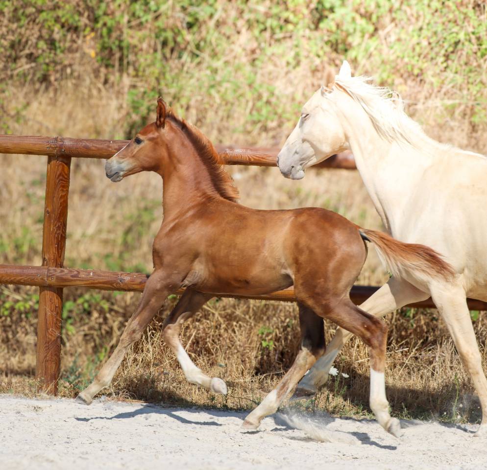 Colt KWPN Dutch Warmblood For sale 2026 Liver chestnut