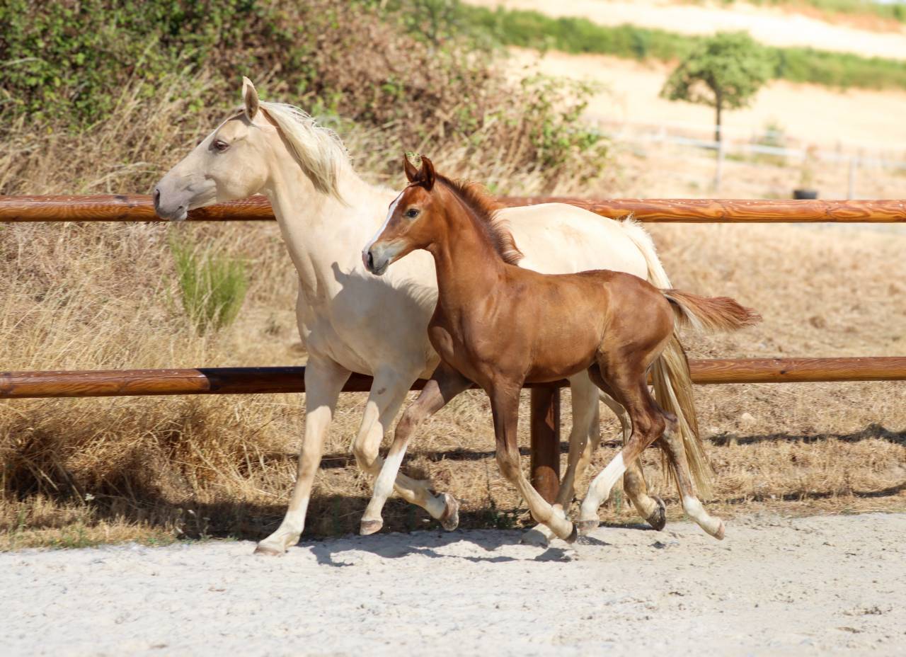 Colt KWPN Dutch Warmblood For sale 2026 Liver chestnut