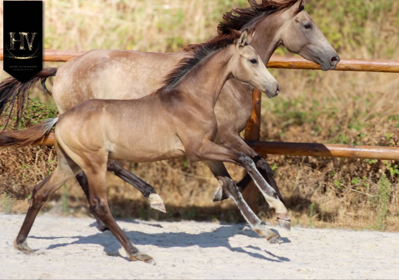 Colt KWPN Dutch Warmblood For sale 2026 Buckskin