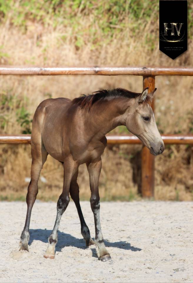 Colt KWPN Dutch Warmblood For sale 2026 Buckskin