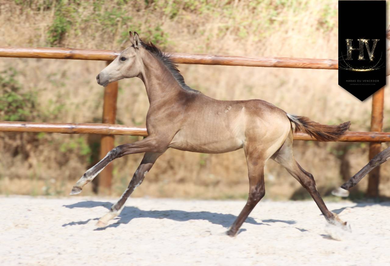 Colt KWPN Dutch Warmblood For sale 2026 Buckskin