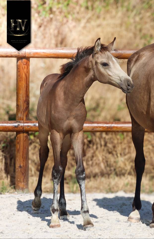 Colt KWPN Dutch Warmblood For sale 2026 Buckskin