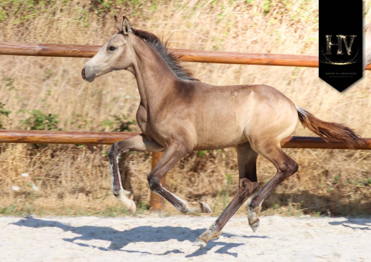 Colt KWPN Dutch Warmblood For sale 2026 Buckskin