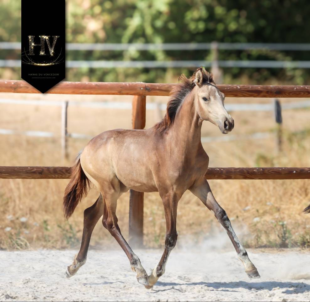 Colt KWPN Dutch Warmblood For sale 2026 Buckskin