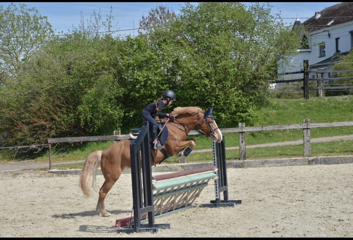 Mare Welsh Pony (Section B) For sale 2012 Chesnut