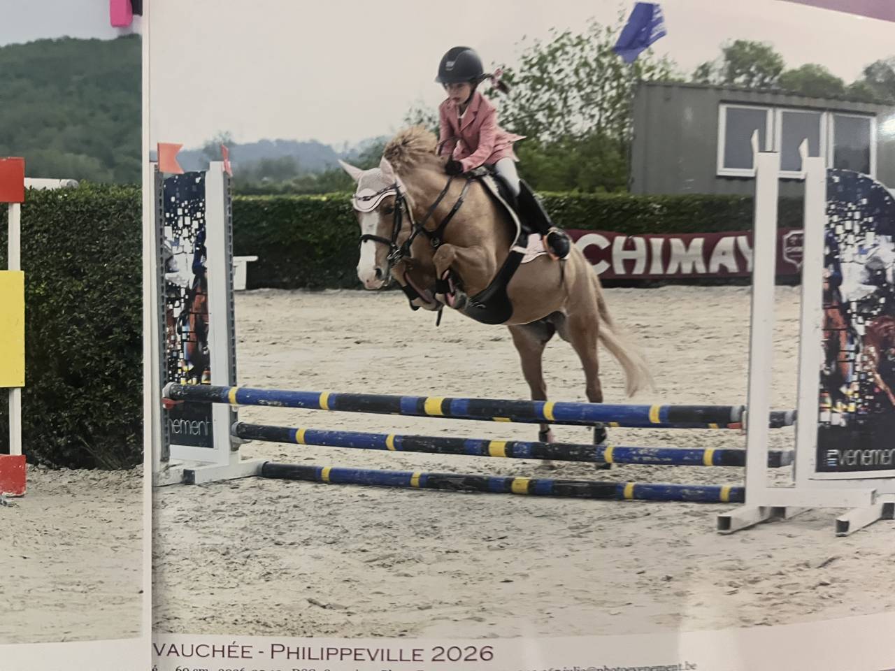 Mare Welsh Pony (Section B) For sale 2012 Chesnut