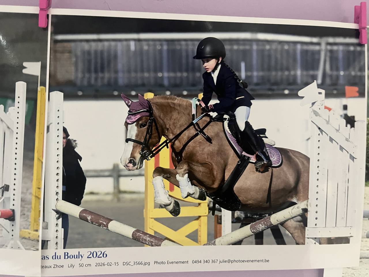 Mare Welsh Pony (Section B) For sale 2012 Chesnut