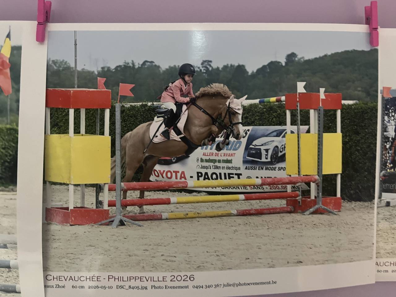 Mare Welsh Pony (Section B) For sale 2012 Chesnut