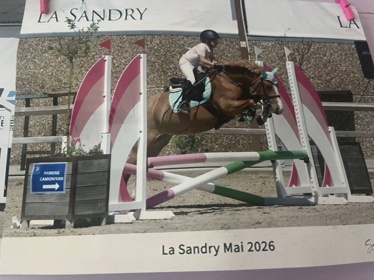 Mare Welsh Pony (Section B) For sale 2012 Chesnut