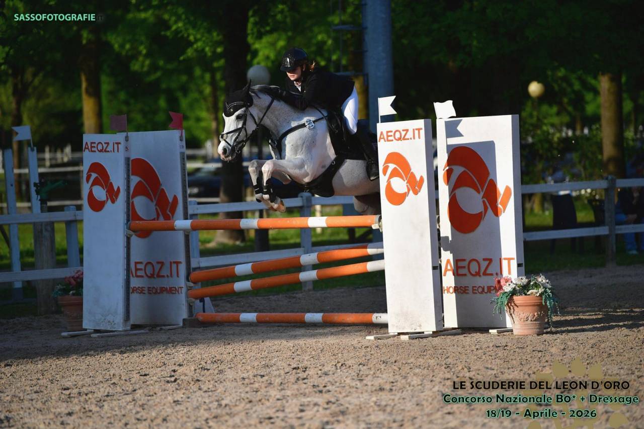 Gelding French Saddle Pony For sale 2008 Tobiano