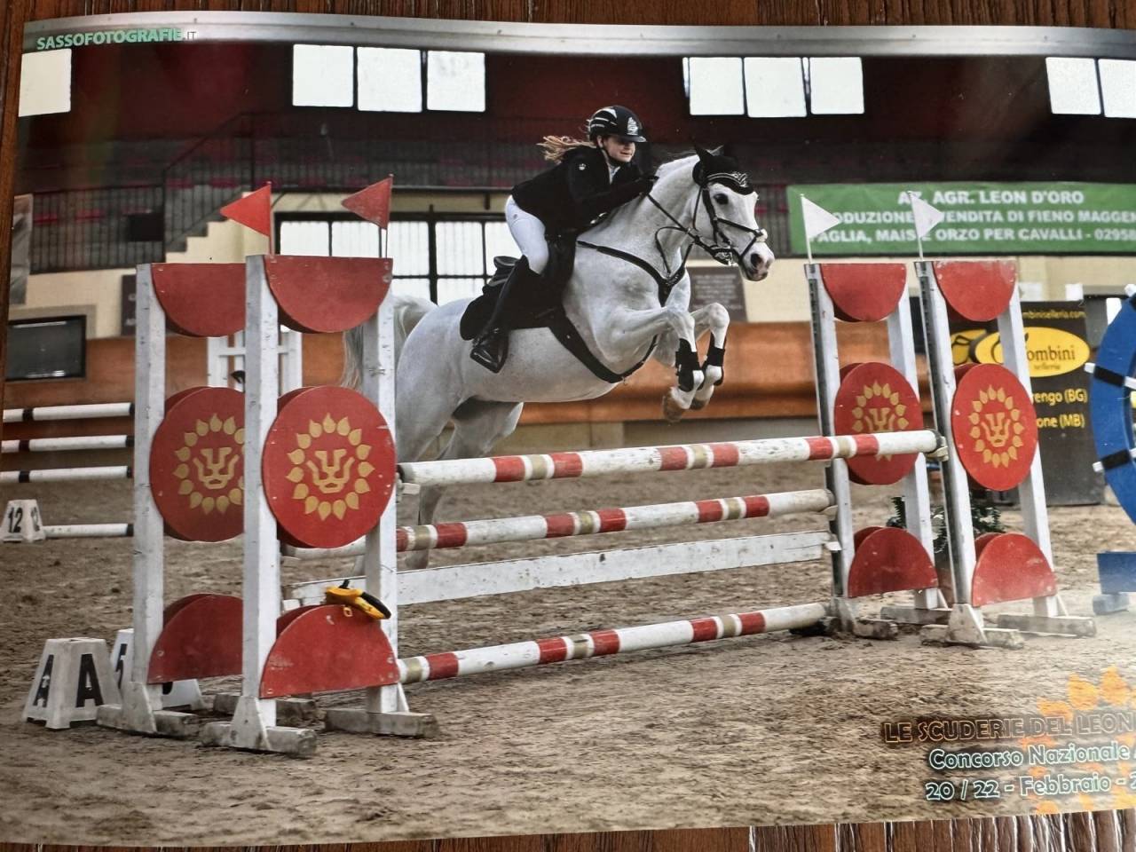 Gelding French Saddle Pony For sale 2008 Tobiano