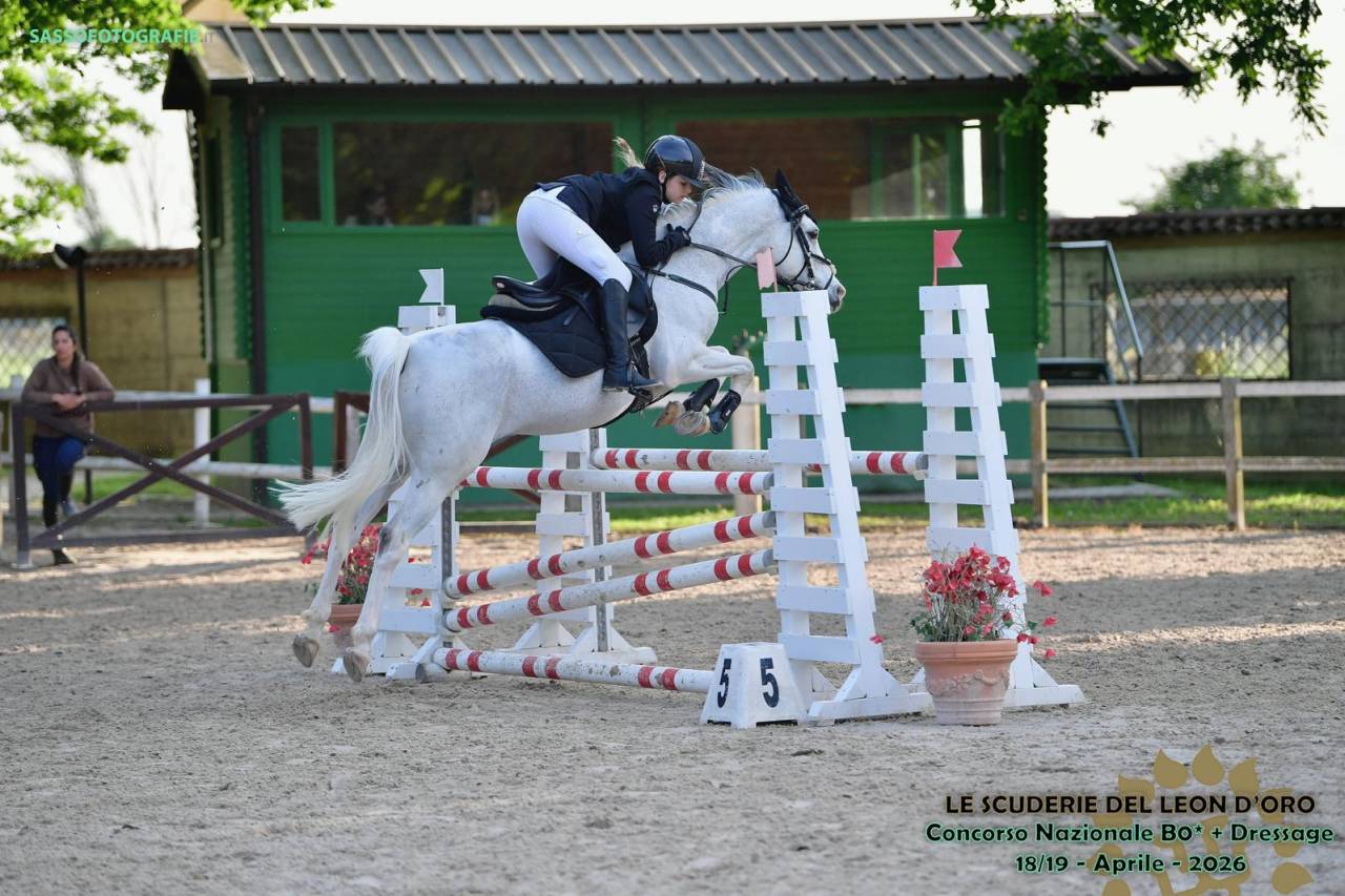 Gelding French Saddle Pony For sale 2008 Tobiano
