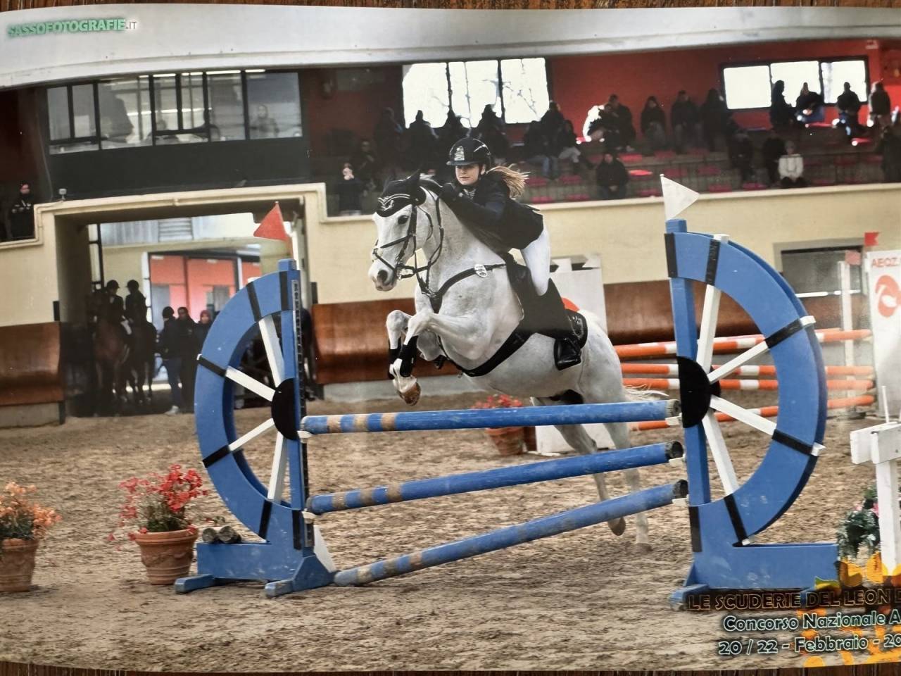 Gelding French Saddle Pony For sale 2008 Tobiano