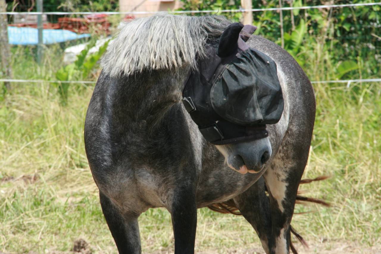 Mare Welsh Pony (Section A) For sale 2022 Grey
