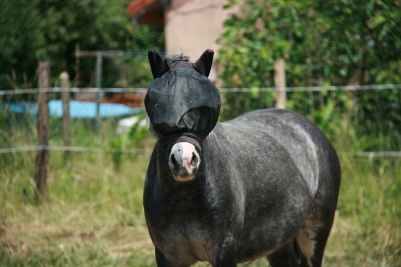 Mare Welsh Pony (Section A) For sale 2022 Grey