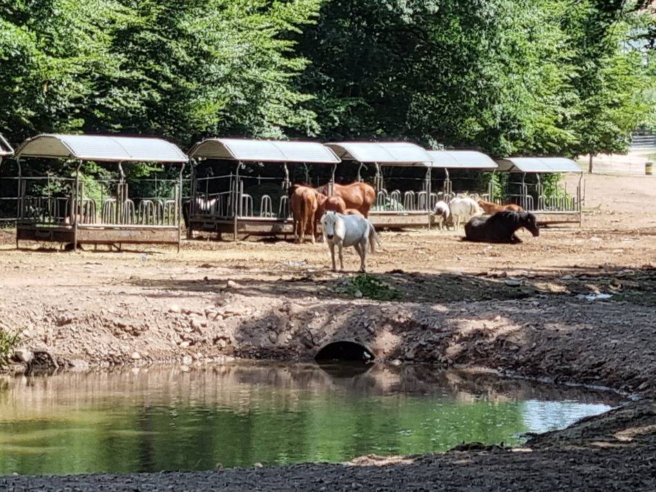 Riding school  Vosges