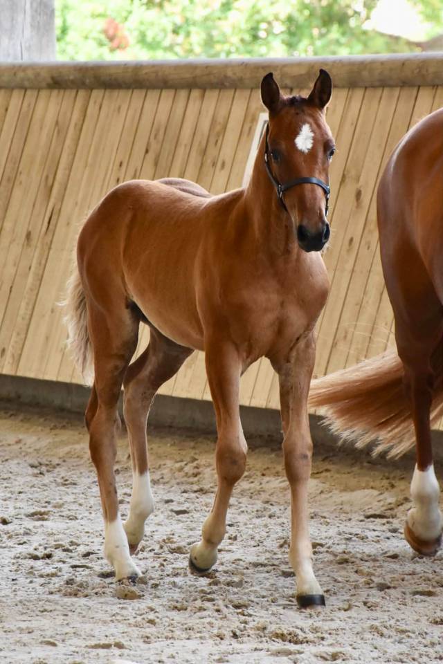 Filly French Saddle Pony For sale 2026 Bay