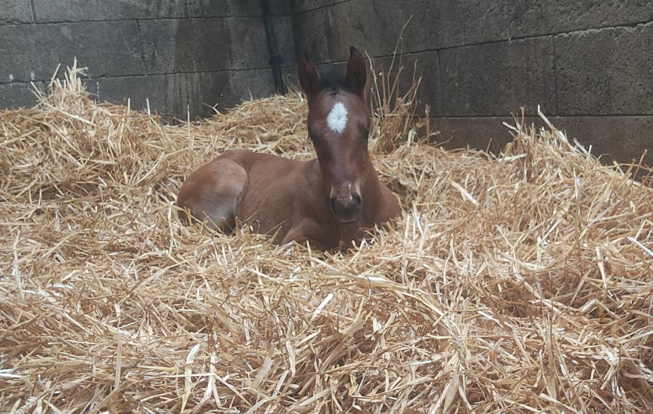 Filly French Saddle Pony For sale 2026 Bay
