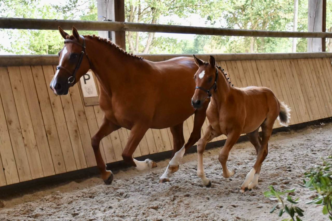 Filly French Saddle Pony For sale 2026 Bay
