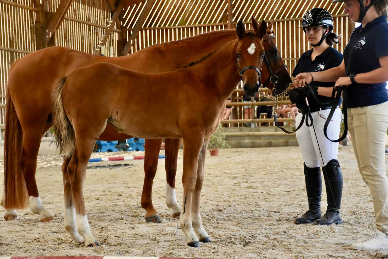 Filly French Saddle Pony For sale 2026 Bay