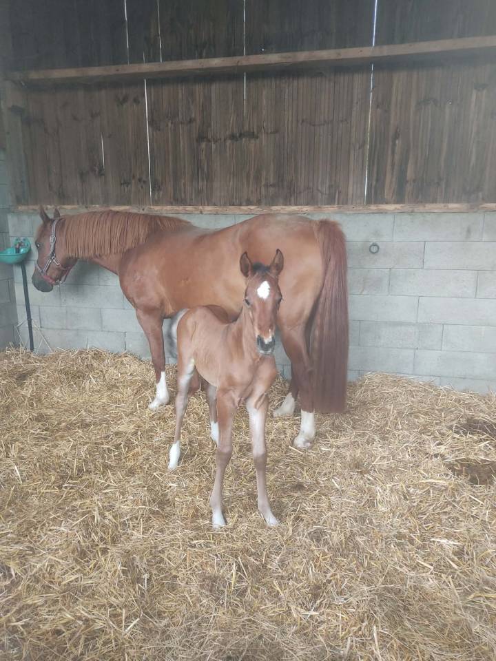 Filly French Saddle Pony For sale 2026 Bay