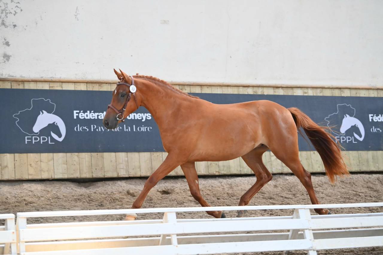 Mare French Saddle Pony For sale 2024 Chesnut