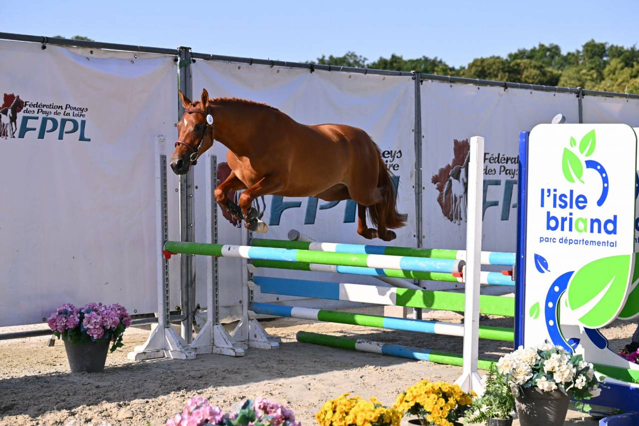 Mare French Saddle Pony For sale 2024 Chesnut