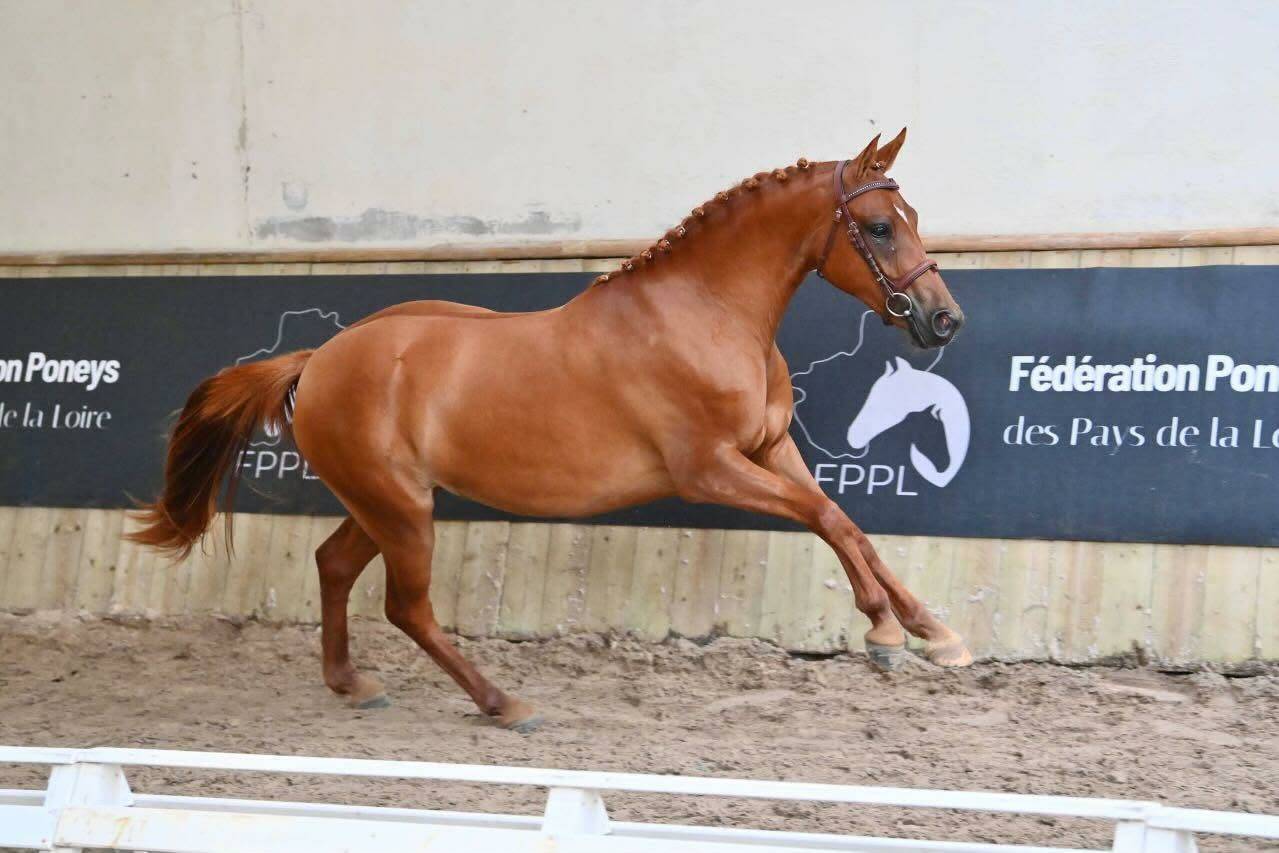 Mare French Saddle Pony For sale 2024 Chesnut