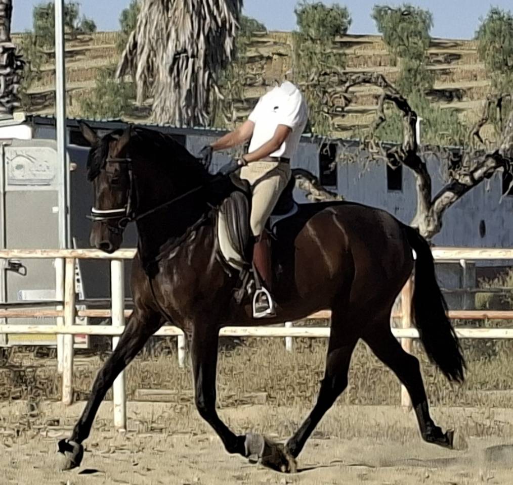 Mare PRE Pure Spanish Bred For sale 2021 Black