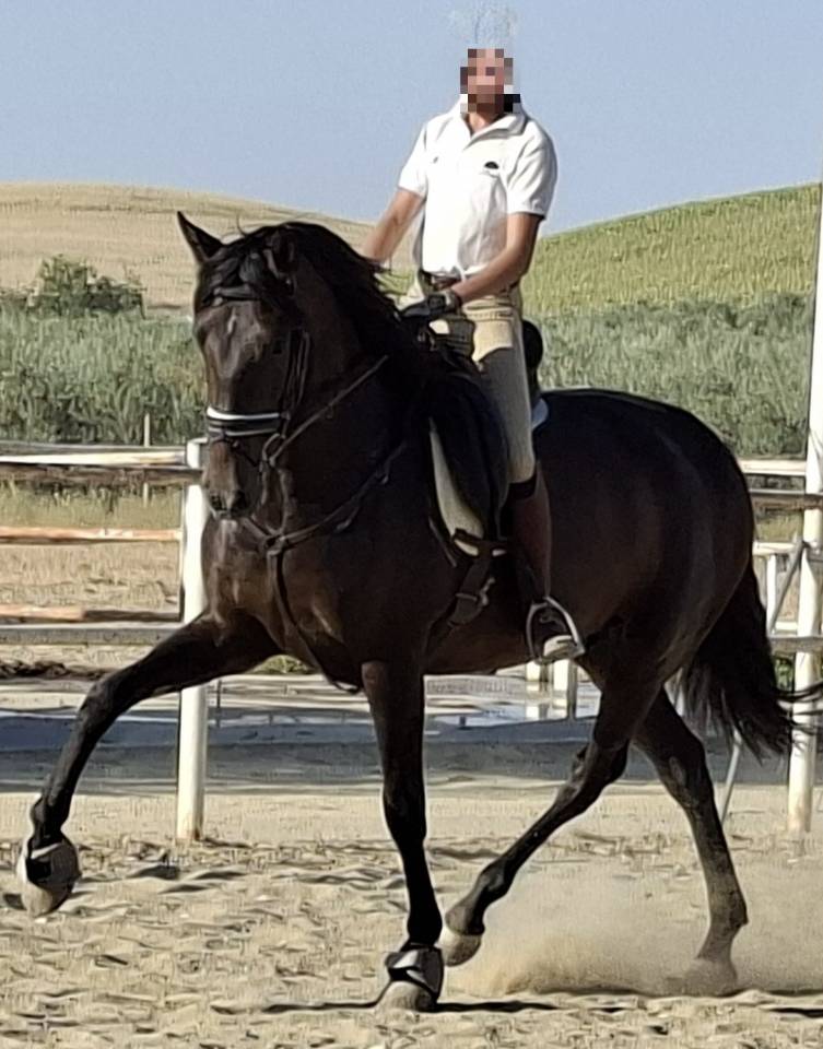 Mare PRE Pure Spanish Bred For sale 2021 Black